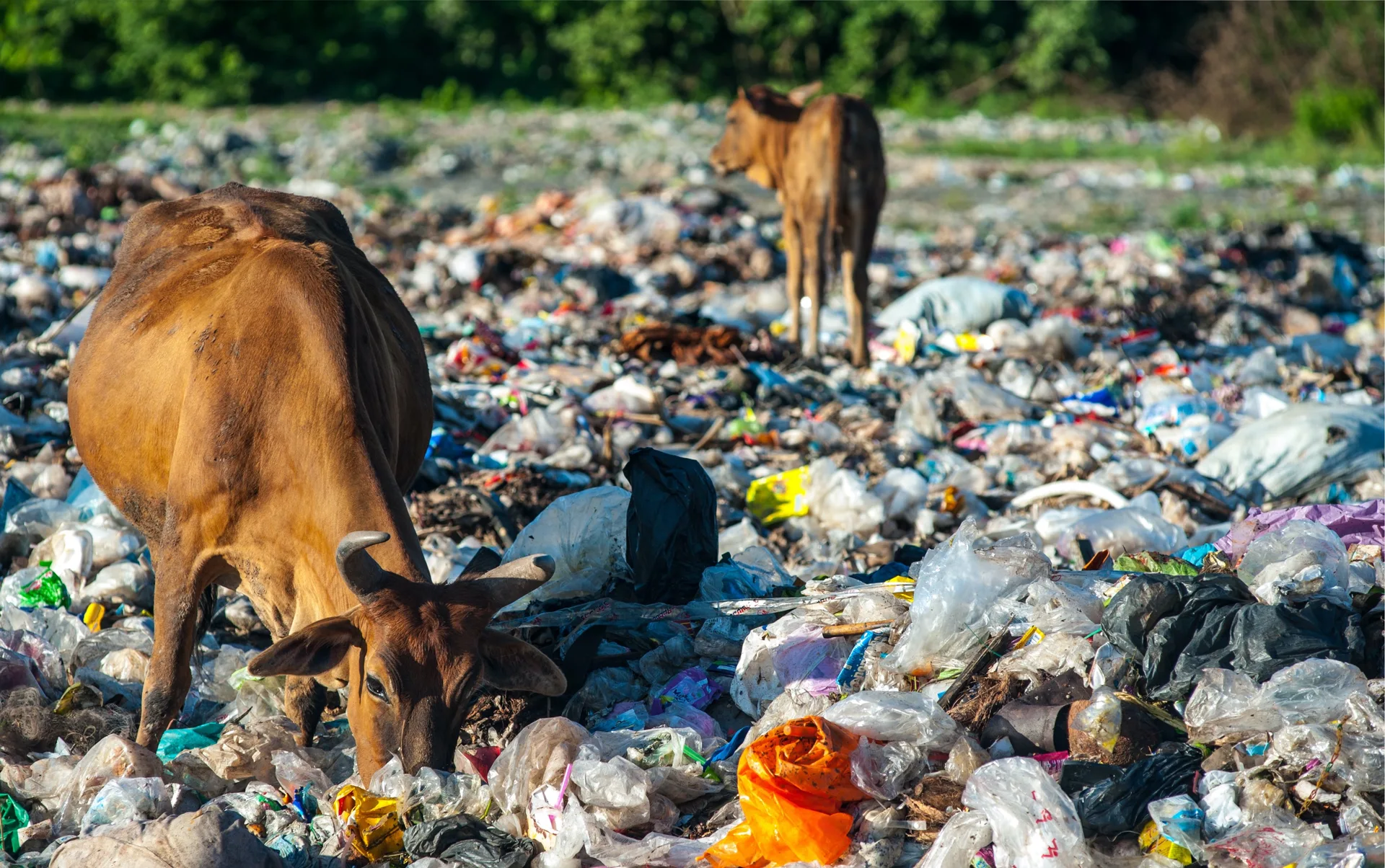 Haryana Cracks Down on Plastic Pollution; 1,849 Challans Issued in Statewide Drive