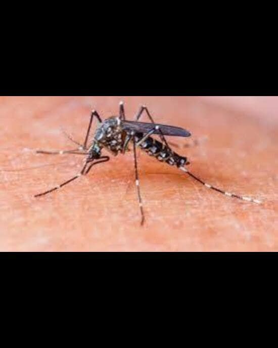 Haryana Notifies Epidemic Amendment 2024: Mandatory 24-Hour Reporting of Dengue & Malaria Cases