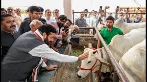 Green Light for Gaushalas: CM Saini Unleashes ₹68 Crore Fodder Boost for Haryana