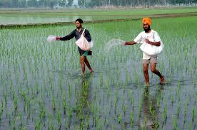 PR-131, PR-132 paddy varieties back on sale at PAU Kisan Mela amid row
